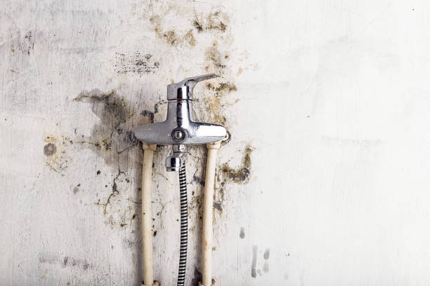 Best Same-Day Mold Removal  in Barbourmeade, KY