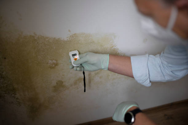 Best Mold Removal and Inspection  in Barbourmeade, KY
